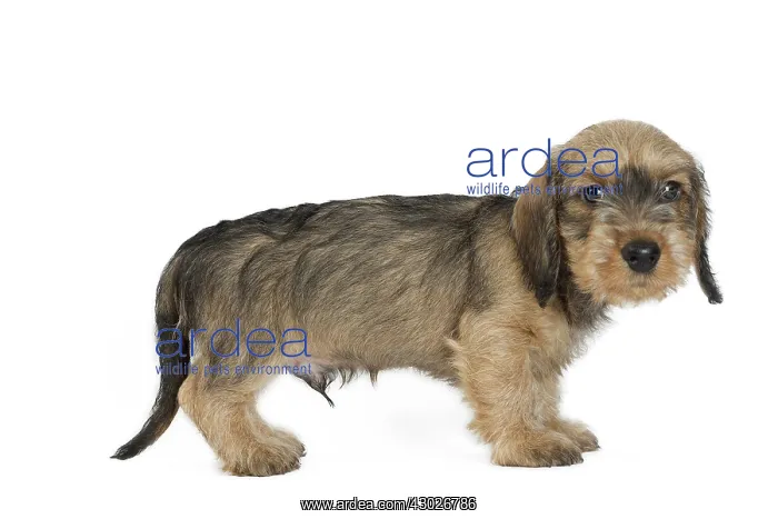  : Dog Wire Haired Dachshund