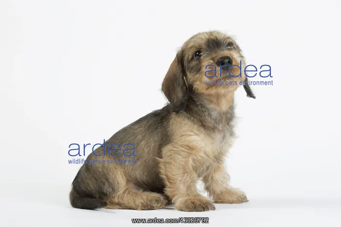  : Dog Wire Haired Dachshund