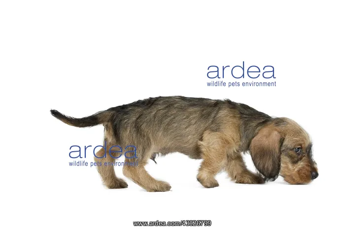  : Dog Wire Haired Dachshund