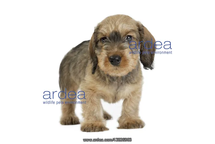  : Dog Wire Haired Dachshund