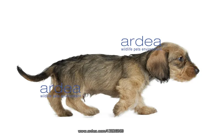  : Dog Wire Haired Dachshund