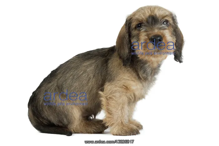  : Dog Wire Haired Dachshund