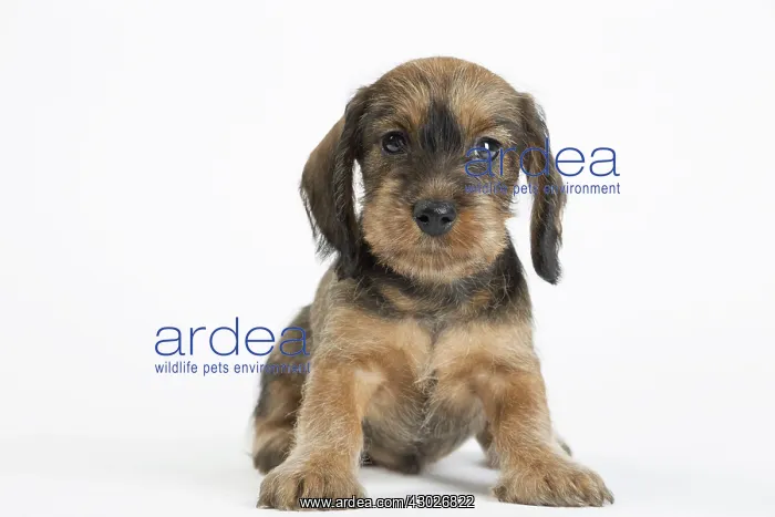  : Dog Wire Haired Dachshund