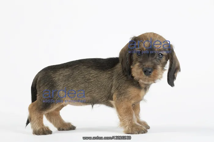  : Dog Wire Haired Dachshund