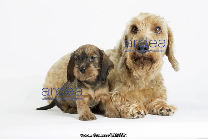  : Dog Wire Haired Dachshund