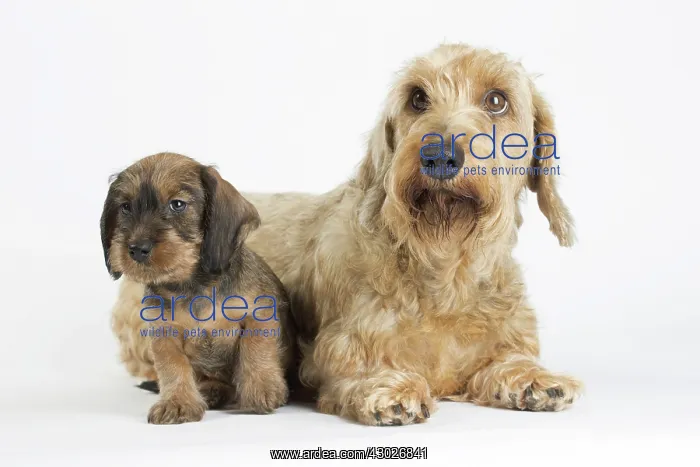 : Dog Wire Haired Dachshund