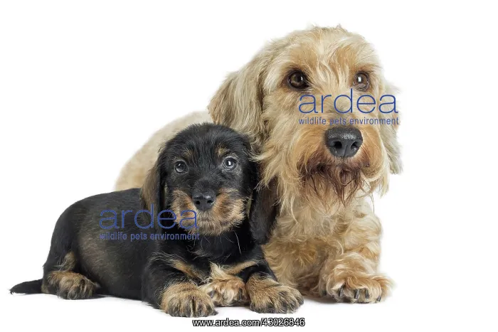  : Dog Wire Haired Dachshund