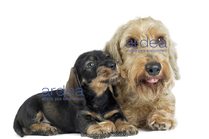  : Dog Wire Haired Dachshund