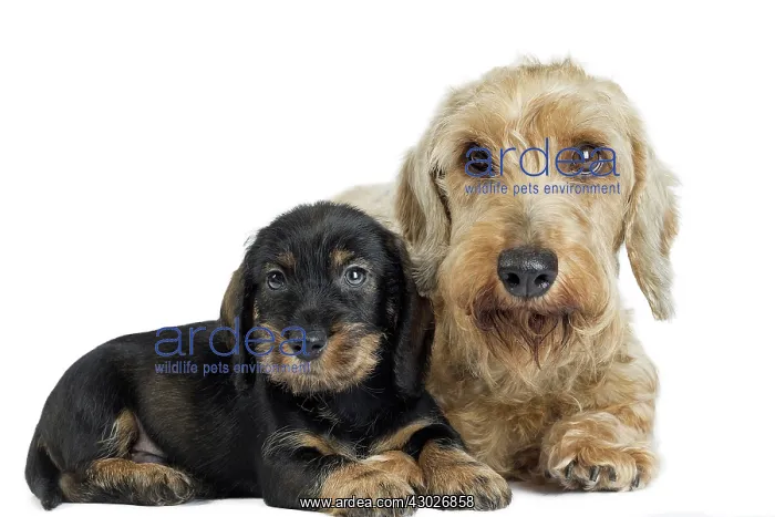  : Dog Wire Haired Dachshund
