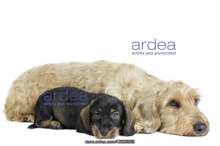  : Dog Wire Haired Dachshund