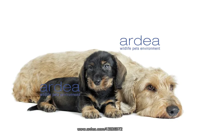  : Dog Wire Haired Dachshund