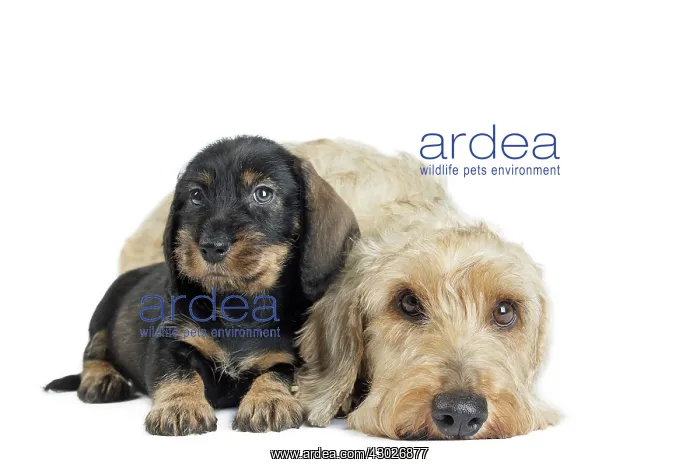  : Dog Wire Haired Dachshund