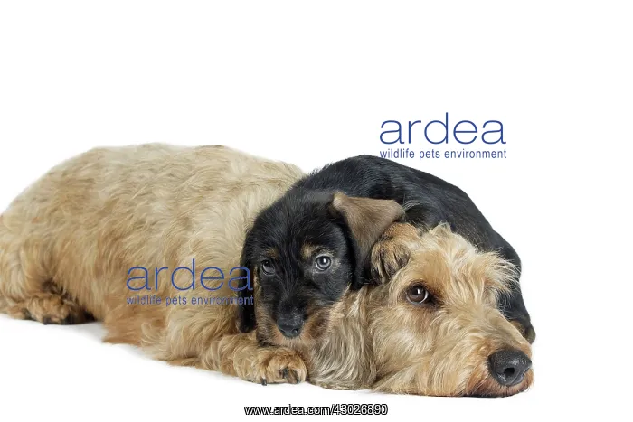  : Dog Wire Haired Dachshund