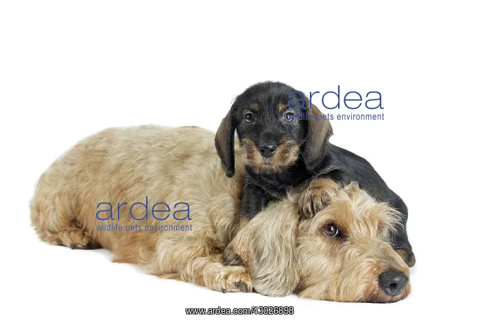  : Dog Wire Haired Dachshund