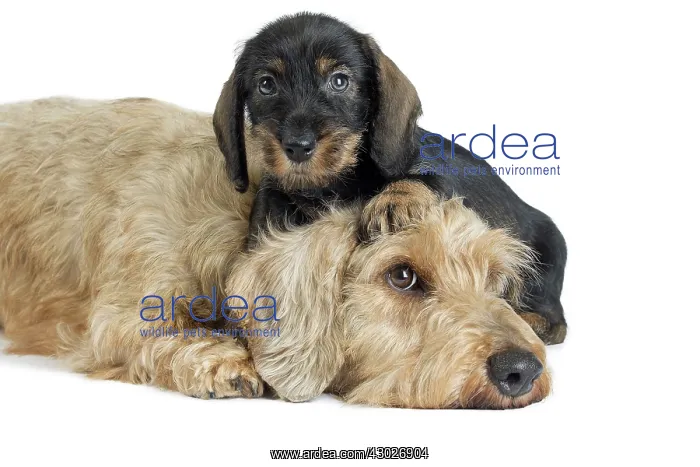  : Dog Wire Haired Dachshund