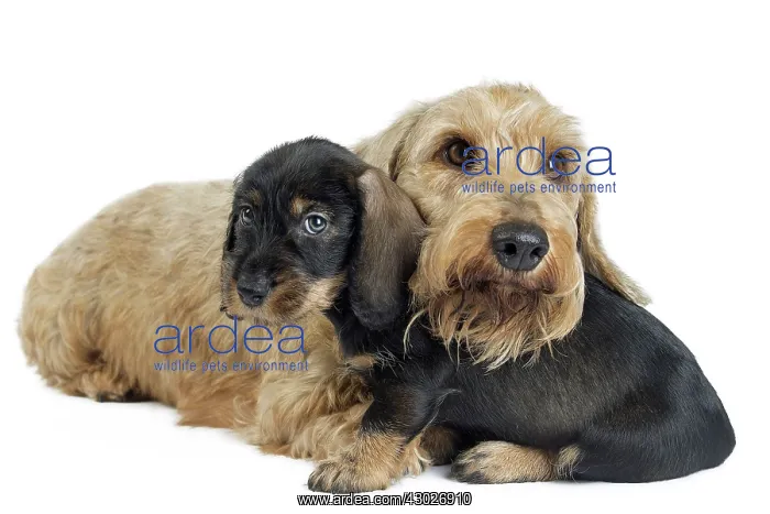  : Dog Wire Haired Dachshund