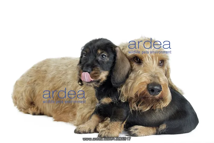  : Dog Wire Haired Dachshund