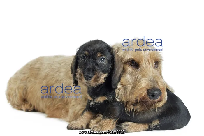  : Dog Wire Haired Dachshund
