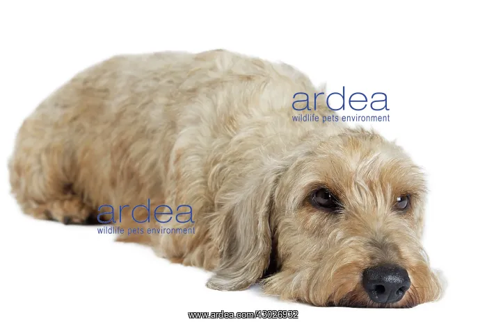  : Dog Wire Haired Dachshund