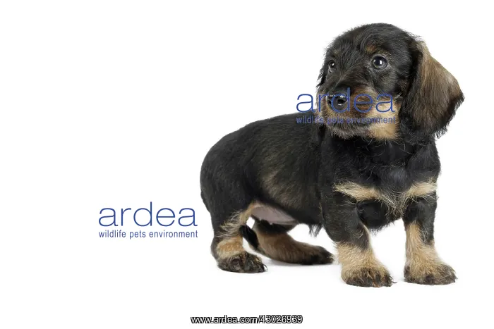  : Dog Wire Haired Dachshund