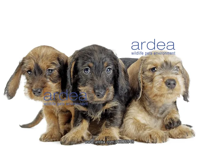  : Dog Wire Haired Dachshund