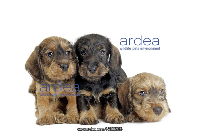 : Dog Wire Haired Dachshund