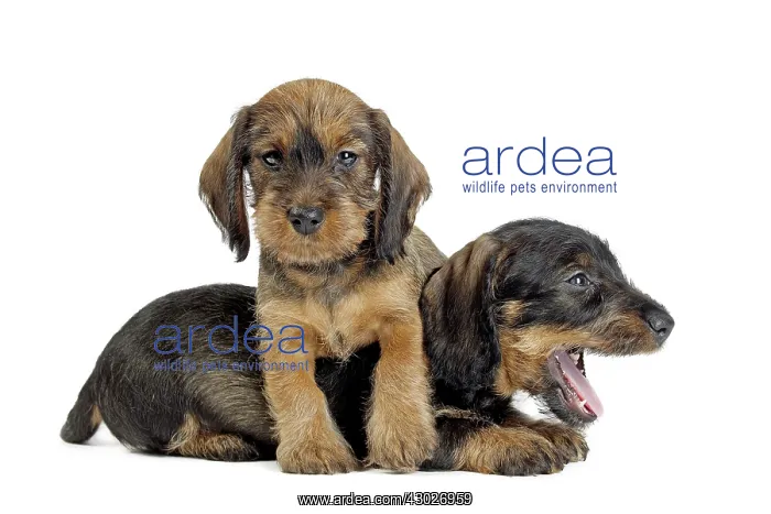  : Dog Wire Haired Dachshund