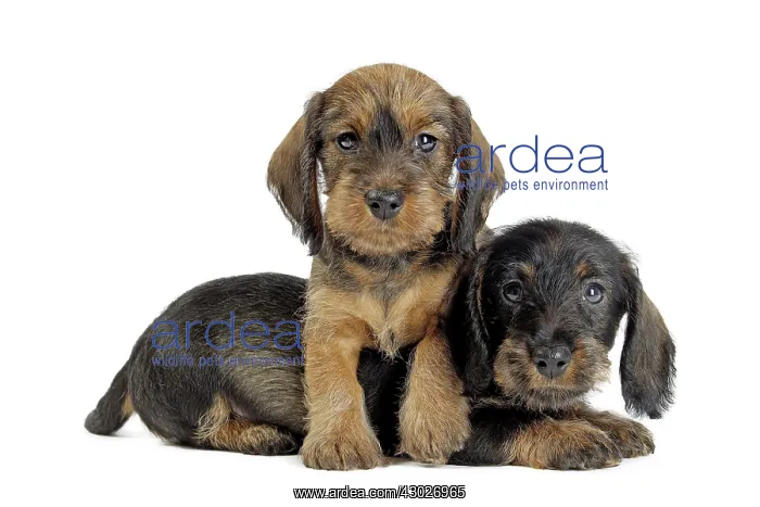  : Dog Wire Haired Dachshund