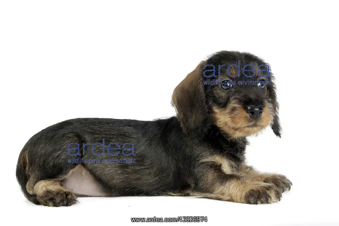  : Dog Wire Haired Dachshund