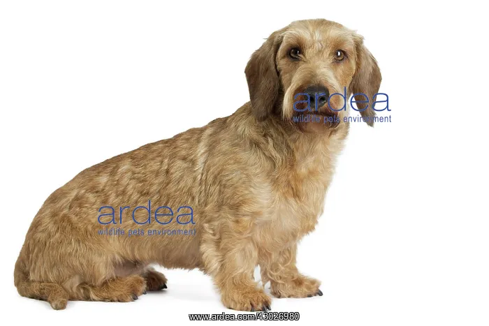  : Dog Wire Haired Dachshund