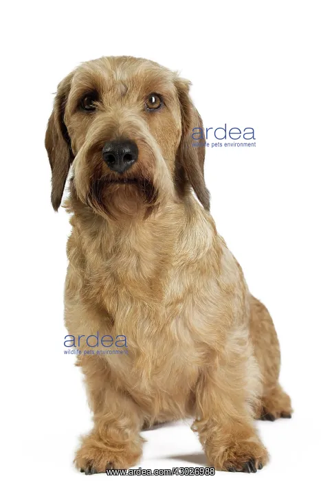  : Dog Wire Haired Dachshund