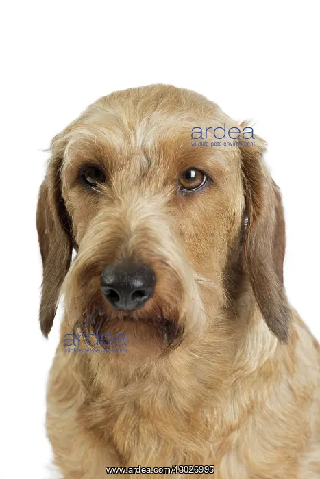  : Dog Wire Haired Dachshund