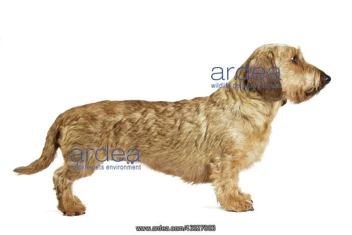  : Dog Wire Haired Dachshund