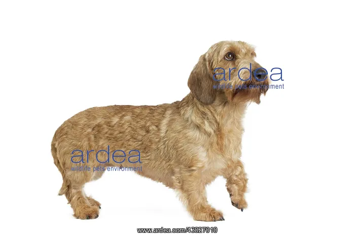  : Dog Wire Haired Dachshund