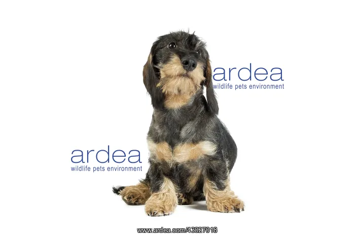  : Dog Wire Haired Dachshund