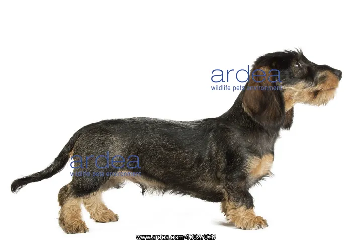  : Dog Wire Haired Dachshund