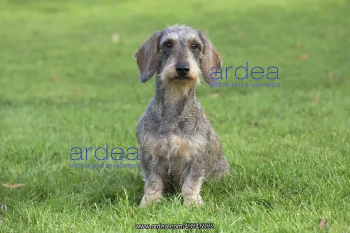  : Dog Wire Haired Dachshund