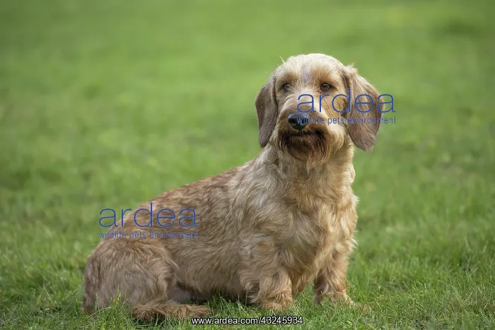 : Dog Wire Haired Dachshund