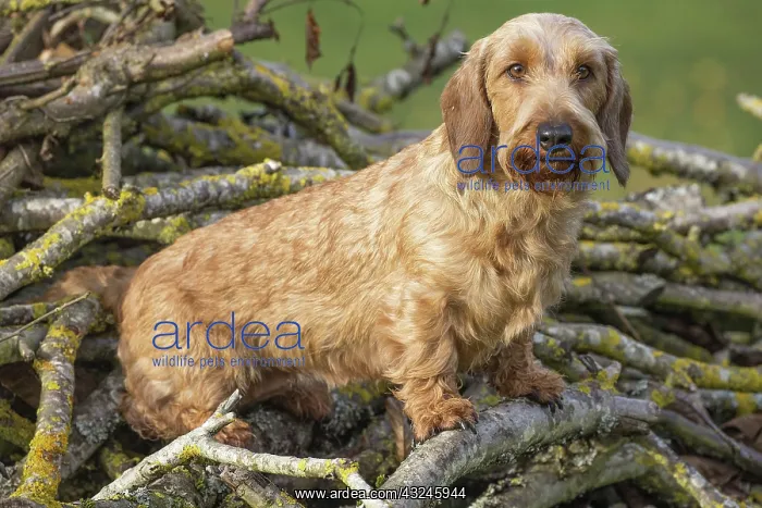  : Dog Wire Haired Dachshund
