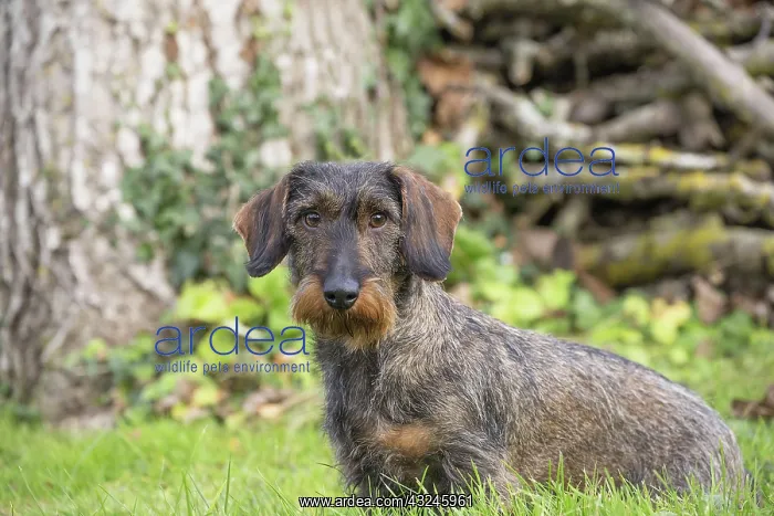  : Dog Wire Haired Dachshund