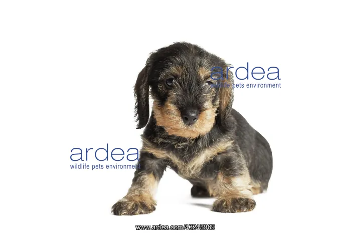  : Dog Wire Haired Dachshund