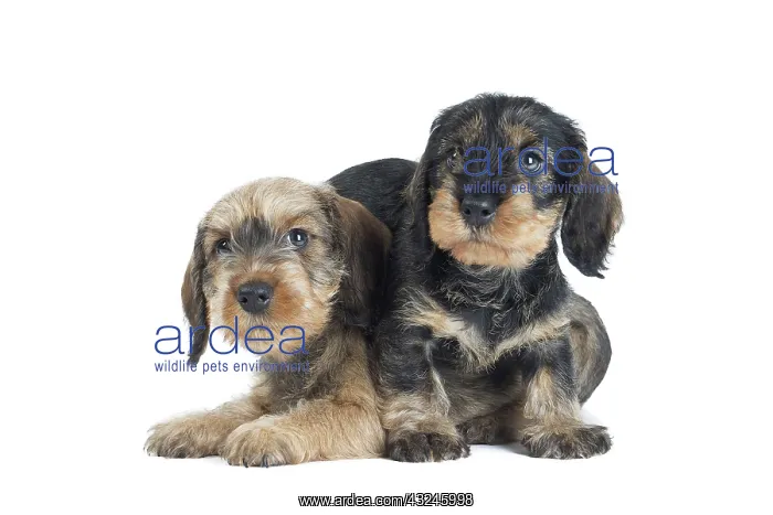  : Dog Wire Haired Dachshund