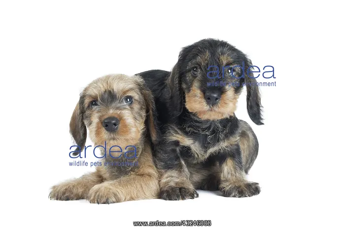  : Dog Wire Haired Dachshund