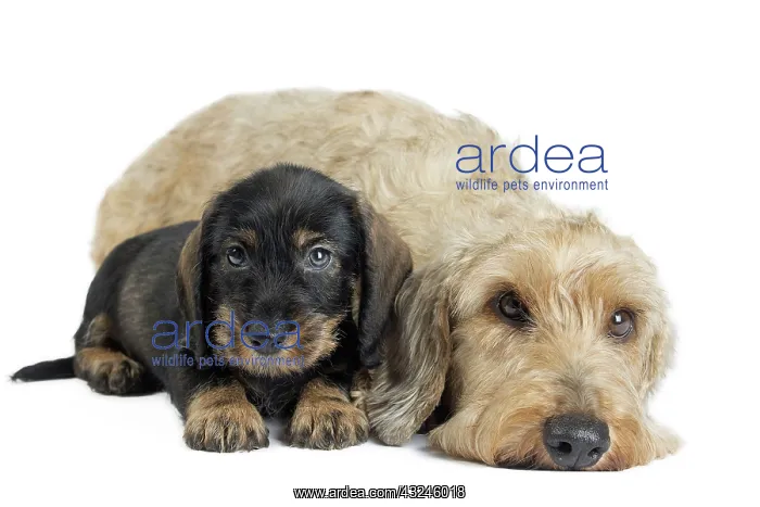  : Dog Wire Haired Dachshund