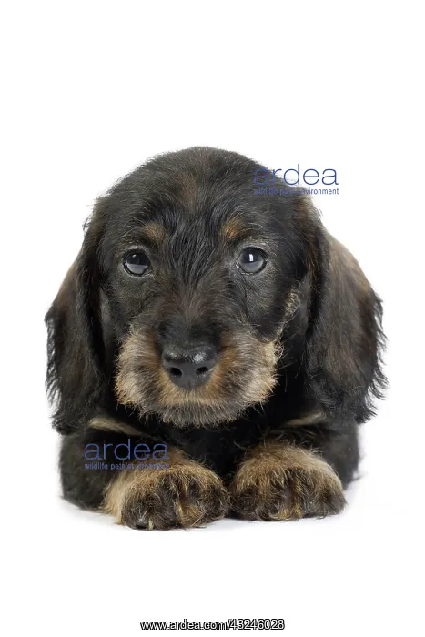  : Dog Wire Haired Dachshund