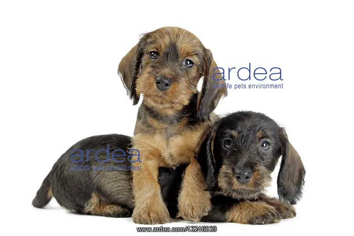  : Dog Wire Haired Dachshund