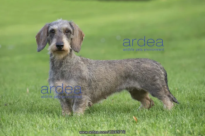  : Dog Wire Haired Dachshund