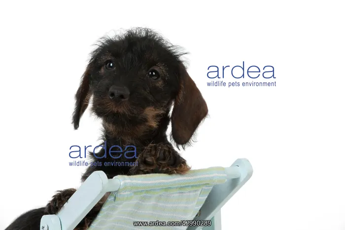 : DOG - Wire haired dachshund puppy sitting in deckchair : DOG - Wire haired dachshund puppy sitting in deckchair