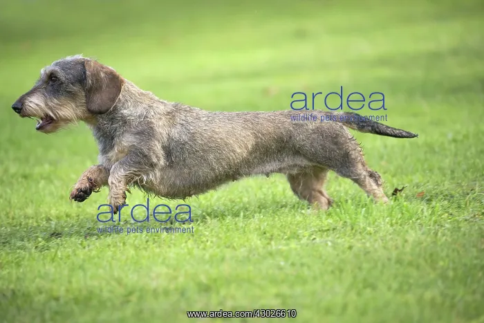  : Dog Wire Haired Dachshund running