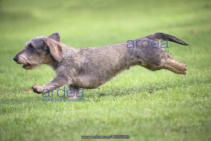  : Dog Wire Haired Dachshund running